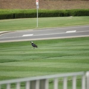 Threskiornis spinicollis at Capital Hill, ACT - 15 Mar 2016