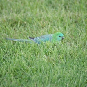 Psephotus haematonotus at Capital Hill, ACT - 18 Mar 2016