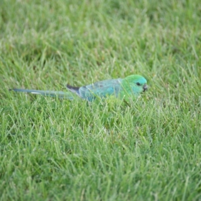 Psephotus haematonotus (Red-rumped Parrot) at Capital Hill, ACT - 18 Mar 2016 by roymcd