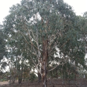 Eucalyptus globulus subsp. bicostata at Kenny, ACT - 22 Apr 2016