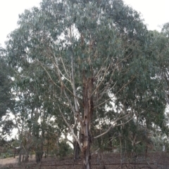 Eucalyptus globulus subsp. bicostata (Southern Blue Gum, Eurabbie) at Watson, ACT - 22 Apr 2016 by waltraud