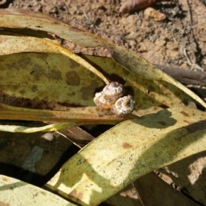 Eucalyptus globulus subsp. bicostata at Watson, ACT - 22 Apr 2016