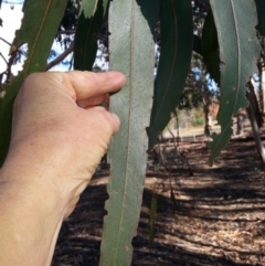 Eucalyptus globulus subsp. bicostata at Kenny, ACT - 22 Apr 2016