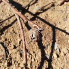 Eucalyptus globulus subsp. bicostata at Watson, ACT - 22 Apr 2016