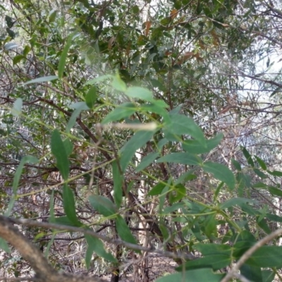 Eucalyptus aggregata (Black Gum) at Mount Majura - 22 Apr 2016 by waltraud