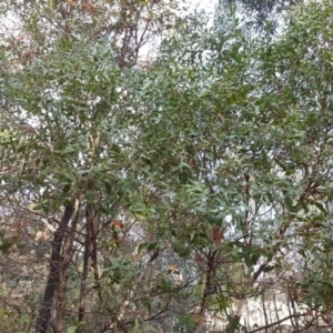 Eucalyptus aggregata at Watson, ACT - 22 Apr 2016