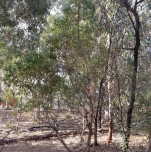 Eucalyptus aggregata at Watson, ACT - 22 Apr 2016