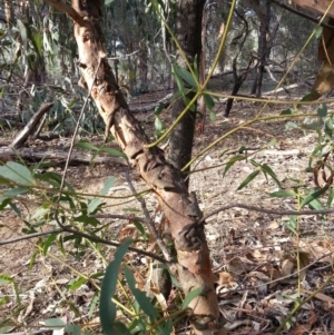 Eucalyptus aggregata at Watson, ACT - 22 Apr 2016 03:13 PM