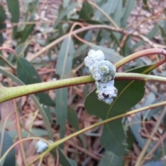 Eucalyptus globulus subsp. bicostata (Southern Blue Gum, Eurabbie) at Watson, ACT - 22 Apr 2016 by waltraud