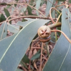 Eucalyptus globulus subsp. bicostata at Watson, ACT - 22 Apr 2016