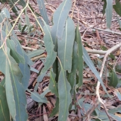 Eucalyptus globulus subsp. bicostata at Watson, ACT - 22 Apr 2016