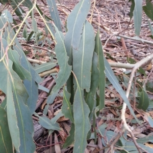 Eucalyptus globulus subsp. bicostata at Watson, ACT - 22 Apr 2016