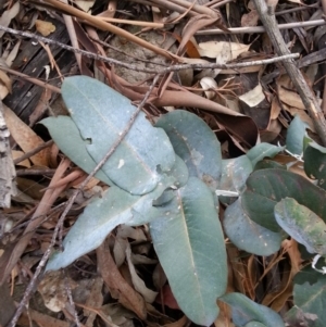 Eucalyptus globulus subsp. bicostata at Watson, ACT - 22 Apr 2016