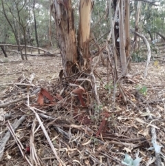 Eucalyptus globulus subsp. bicostata at Watson, ACT - 22 Apr 2016