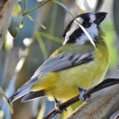 Falcunculus frontatus (Eastern Shrike-tit) at Paddys River, ACT - 23 Apr 2016 by JohnBundock