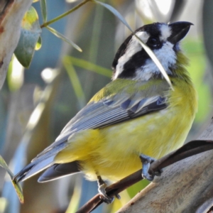 Falcunculus frontatus at Paddys River, ACT - 23 Apr 2016 12:00 AM