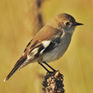 Petroica phoenicea at Paddys River, ACT - 18 Apr 2016