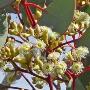 Eucalyptus polyanthemos at Sth Tablelands Ecosystem Park - 21 Apr 2016