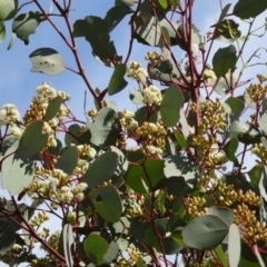 Eucalyptus polyanthemos at Sth Tablelands Ecosystem Park - 21 Apr 2016