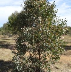 Eucalyptus polyanthemos at Sth Tablelands Ecosystem Park - 21 Apr 2016