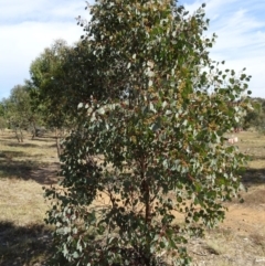 Eucalyptus polyanthemos at Sth Tablelands Ecosystem Park - 21 Apr 2016 12:25 PM