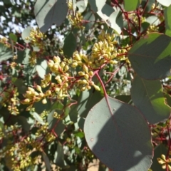 Eucalyptus polyanthemos at Sth Tablelands Ecosystem Park - 21 Apr 2016 12:25 PM