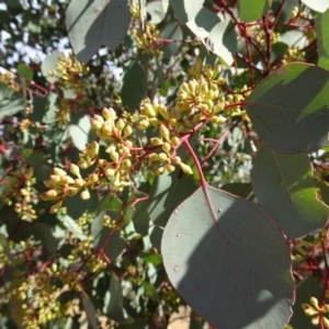 Eucalyptus polyanthemos at Sth Tablelands Ecosystem Park - 21 Apr 2016