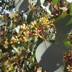 Eucalyptus polyanthemos at Molonglo Valley, ACT - 21 Apr 2016