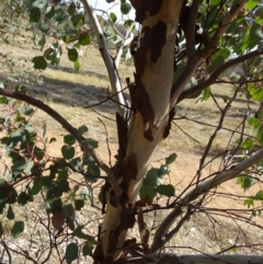 Eucalyptus polyanthemos at Sth Tablelands Ecosystem Park - 21 Apr 2016