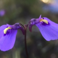 Utricularia dichotoma (Fairy Aprons, Purple Bladderwort) at Paddys River, ACT - 24 Apr 2016 by JasonC