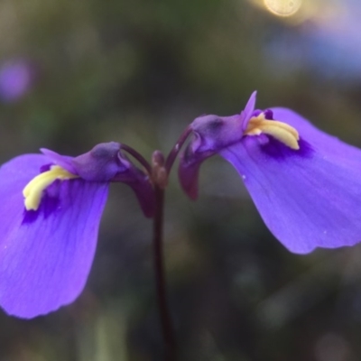 Utricularia dichotoma (Fairy Aprons, Purple Bladderwort) at Gibraltar Pines - 24 Apr 2016 by JasonC