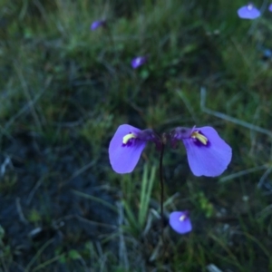 Utricularia dichotoma at Paddys River, ACT - 24 Apr 2016