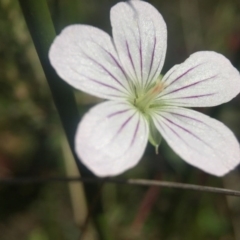 Geranium sp. (Geranium) at Paddys River, ACT - 24 Apr 2016 by JasonC