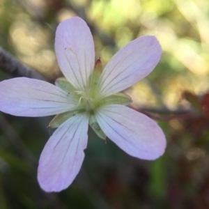 Geranium sp. at Paddys River, ACT - 24 Apr 2016 04:59 PM