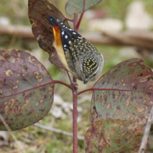 Pardalotus punctatus at Garran, ACT - 21 Aug 2015 04:09 PM