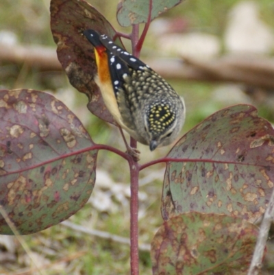 Pardalotus punctatus (Spotted Pardalote) at Red Hill Nature Reserve - 21 Aug 2015 by roymcd