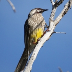 Anthochaera carunculata (Red Wattlebird) at Garran, ACT - 12 Sep 2015 by roymcd