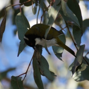 Melithreptus lunatus at Garran, ACT - 29 Aug 2015