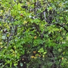 Ulmus procera at Paddys River, ACT - 17 Apr 2016 12:39 PM