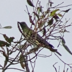 Oriolus sagittatus (Olive-backed Oriole) at Symonston, ACT - 2 Apr 2016 by galah681