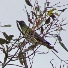 Oriolus sagittatus (Olive-backed Oriole) at Callum Brae - 1 Apr 2016 by galah681