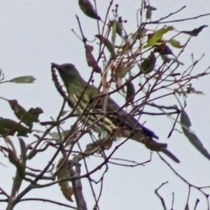 Oriolus sagittatus at Symonston, ACT - 2 Apr 2016 09:46 AM