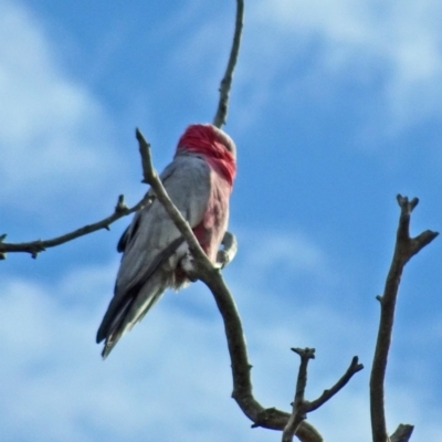 Eolophus roseicapilla (Galah) at Symonston, ACT - 2 Apr 2016 by galah681