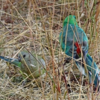 Psephotus haematonotus (Red-rumped Parrot) at Molonglo Valley, ACT - 21 Apr 2016 by galah681