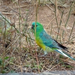 Psephotus haematonotus at Molonglo Valley, ACT - 21 Apr 2016