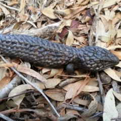 Tiliqua rugosa (Shingleback Lizard) at Watson, ACT - 24 Apr 2016 by waltraud