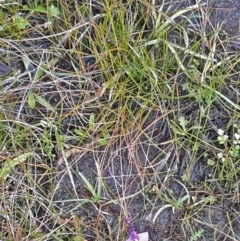 Utricularia dichotoma (Fairy Aprons, Purple Bladderwort) at Gibraltar Pines - 15 Apr 2016 by galah681