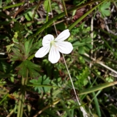 Geranium neglectum (Red-stemmed Cranesbill) at Gibraltar Pines - 15 Apr 2016 by galah681