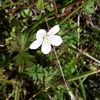 Geranium neglectum (Red-stemmed Cranesbill) at Gibraltar Pines - 15 Apr 2016 by galah681