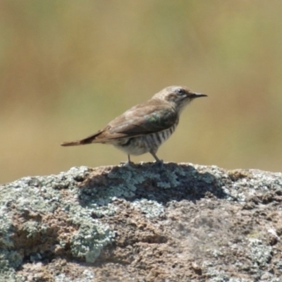 Chrysococcyx basalis (Horsfield's Bronze-Cuckoo) at Jerrabomberra Grassland - 12 Dec 2015 by roymcd